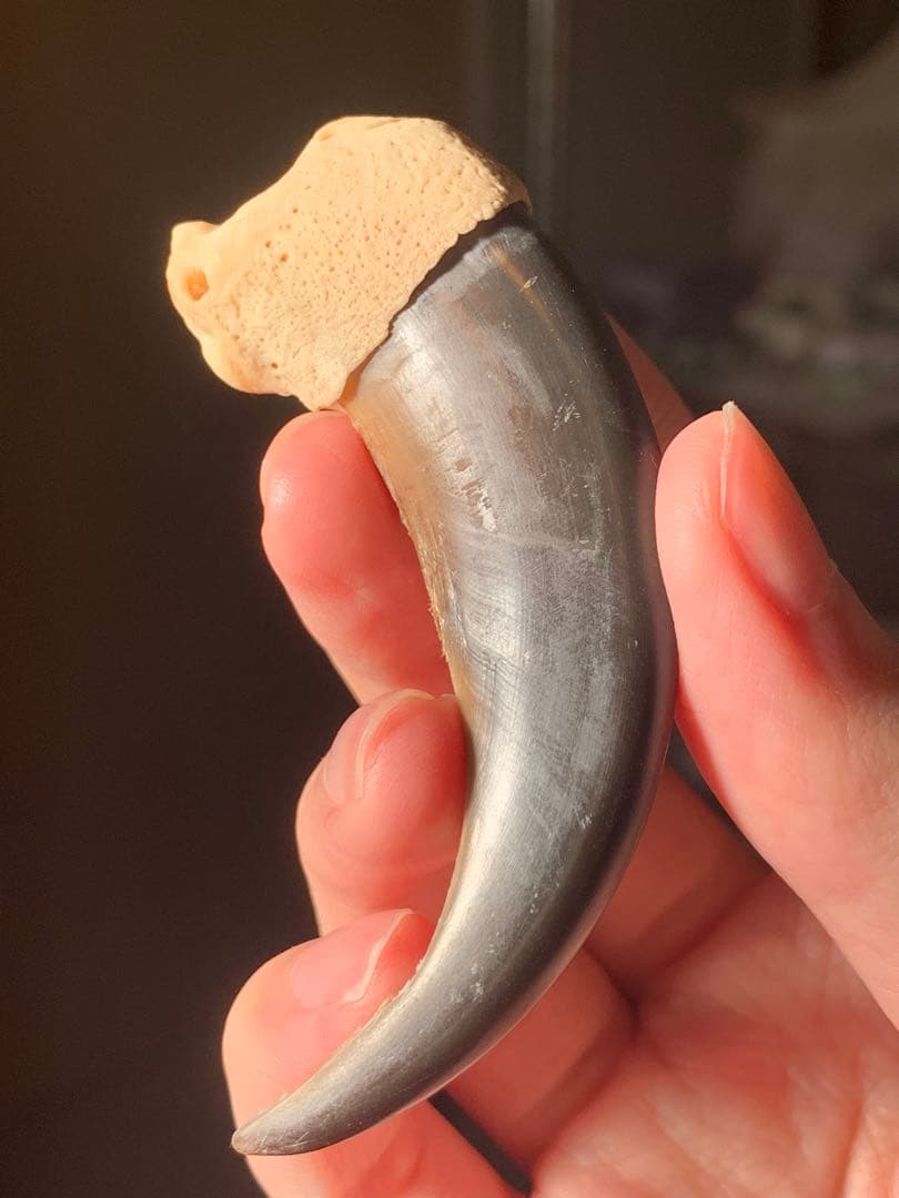 巨大　ヒグマの爪　北海道　アイヌ　根付　骨格標本　お守り　魔除け　開運　金運 巨大 ヒグマの爪 北海道 アイヌ 根付 骨格標本 お守り 魔除け 開運 金運