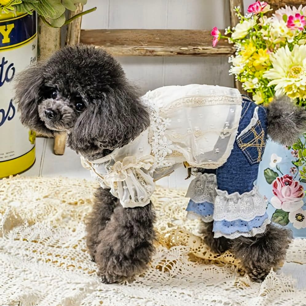 新品タグ付き レース☆デニムPT asknowasdewan アズノウアズデワ