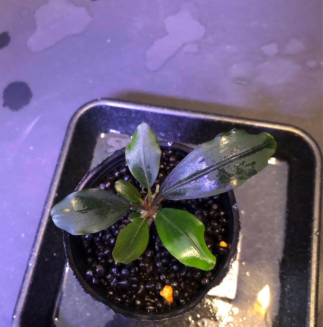 陰性水草の王様的存在【ブセファランドラ】motleyana Padawan