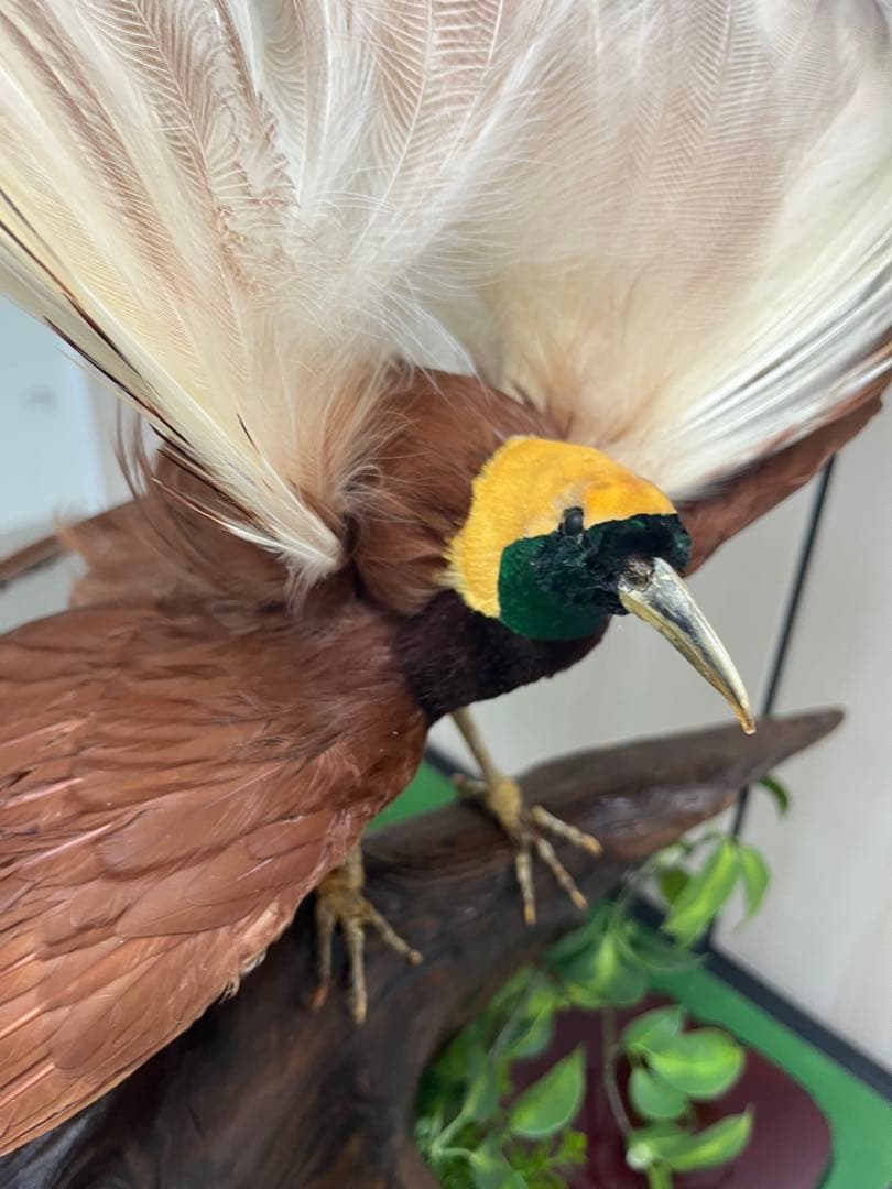 鳥の標本 極楽鳥 インドネシア 剥製