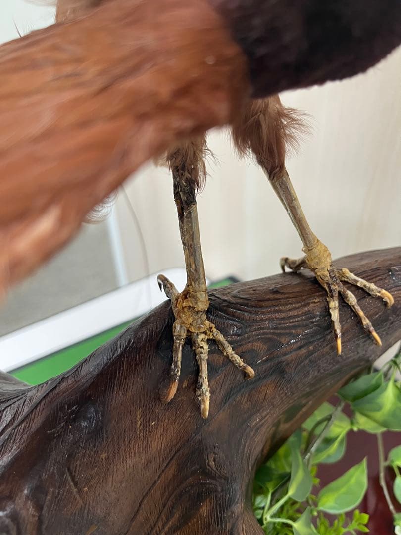 鳥の標本 極楽鳥 インドネシア 剥製