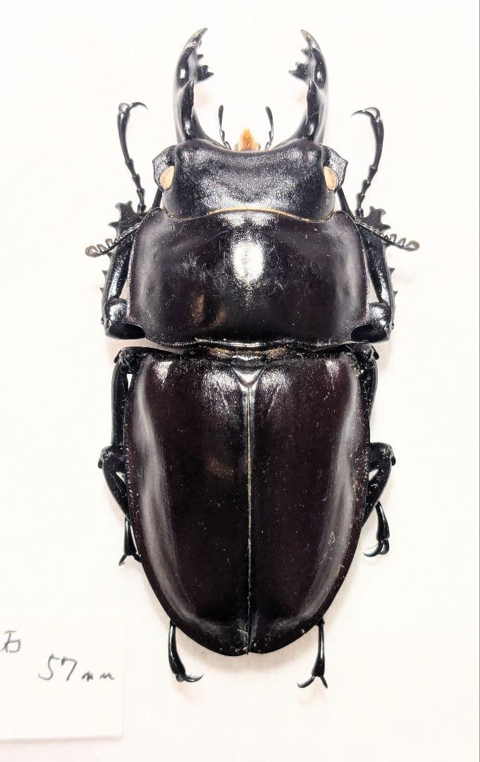 マルスゾウカブト大型標本 木製ケース入り