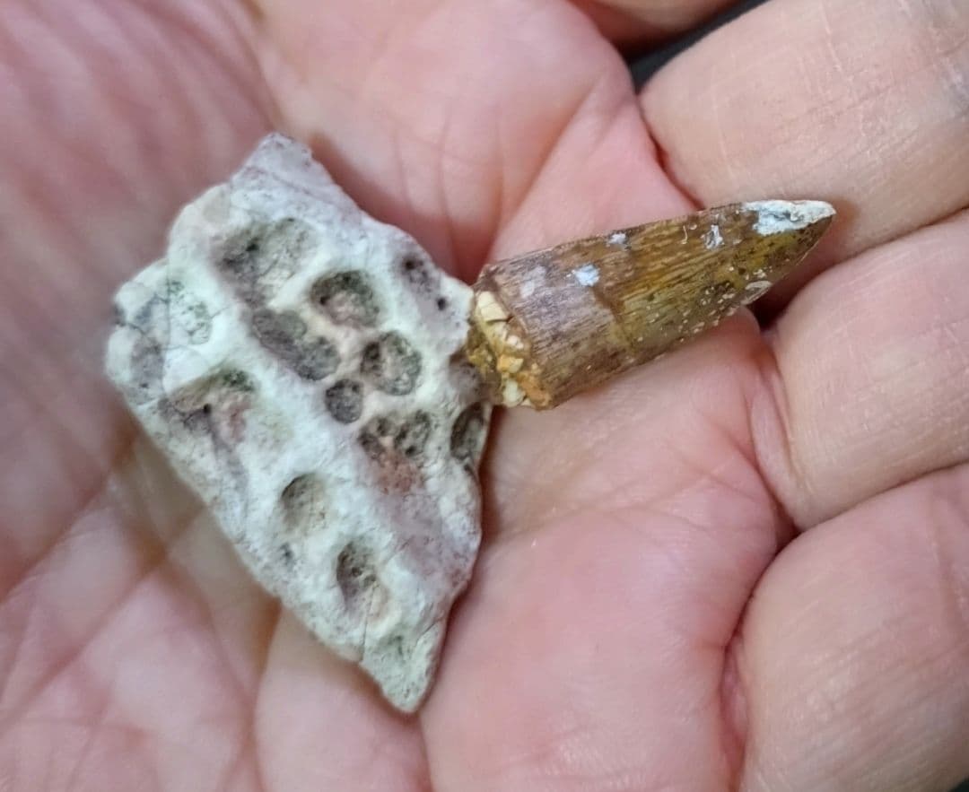 激レア】化石 フィトサウルス類レドンダサウルスの歯と装甲セット 大