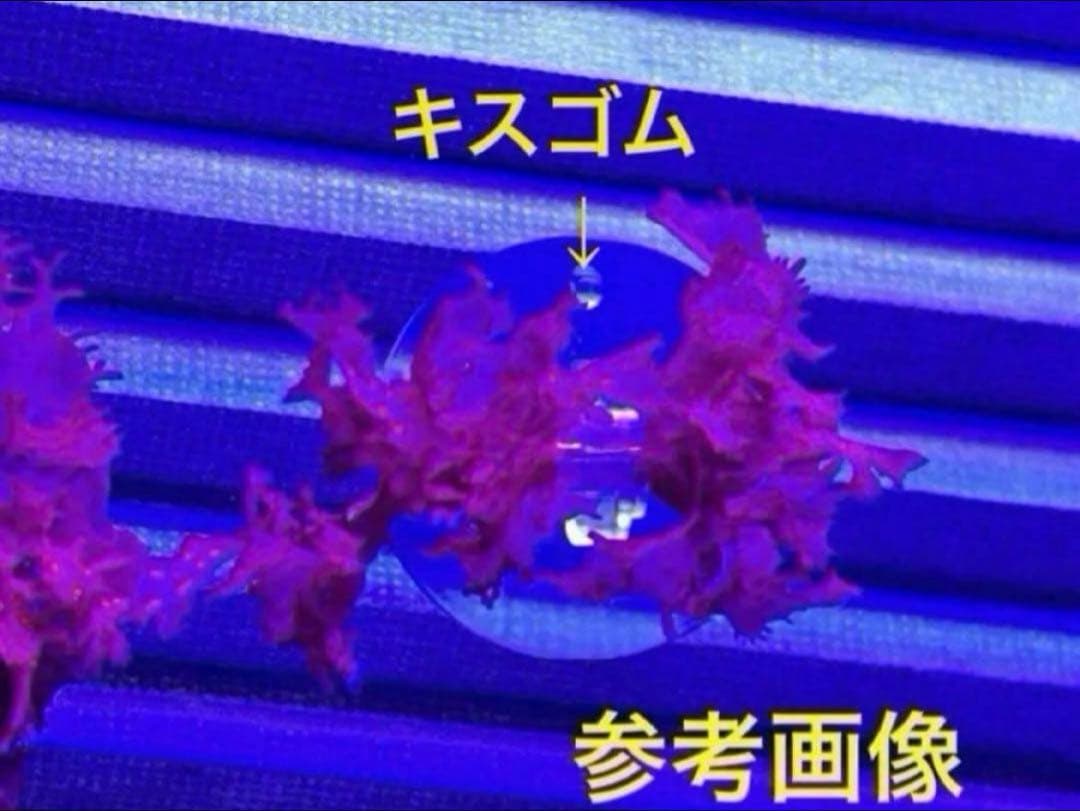 ドラゴンブレス アトミックブロッコリー マリンプランツ 光る海藻 海水