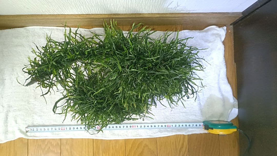 ミクロソリウム 本ナロー 流木2本