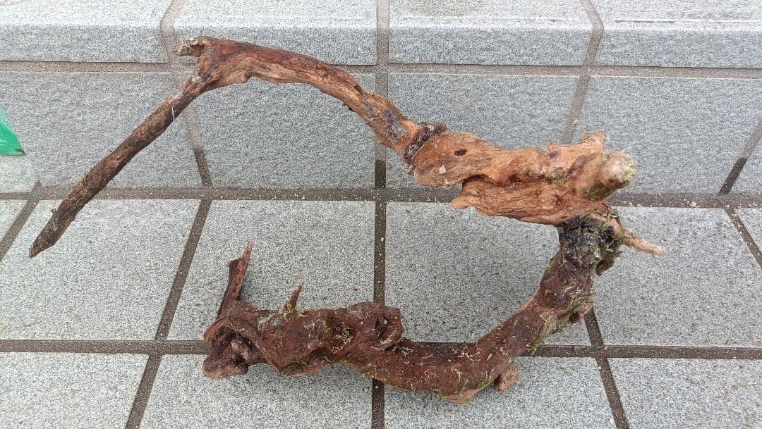 ミクロソリウム 本ナロー 流木2本