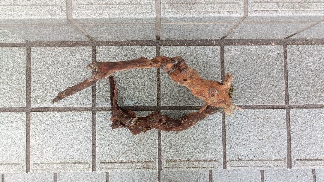 ミクロソリウム 本ナロー 流木2本