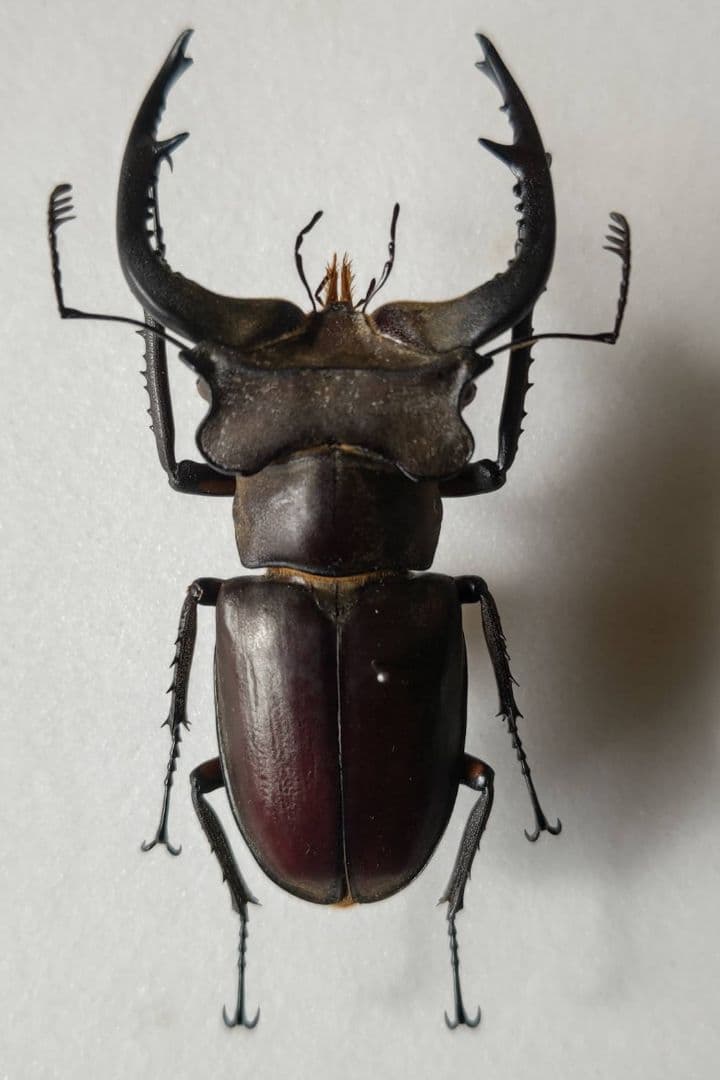 ザンビア産サソリカミキリ47mm