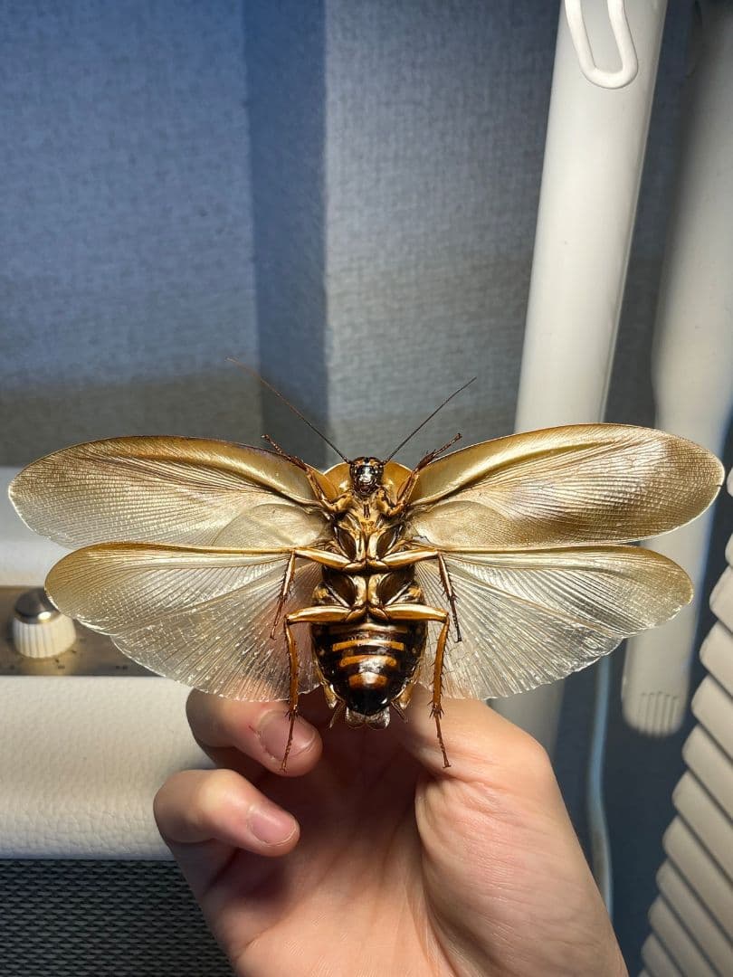 蜚開翅】ブラベルスギガンテウス ゴキブリの標本 レッドローチデュビア