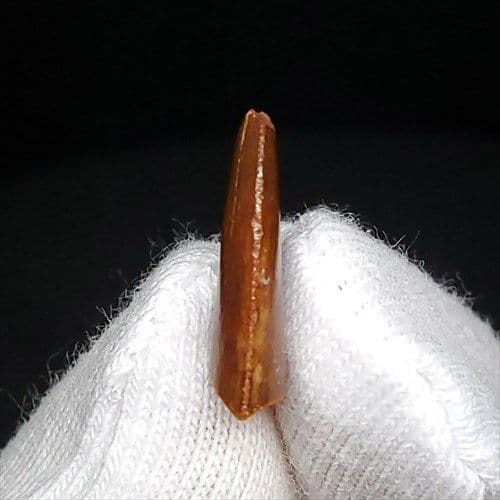 美品 ラプトル 化石 歯 恐竜 本物 ケース付き 14.05mm fra22