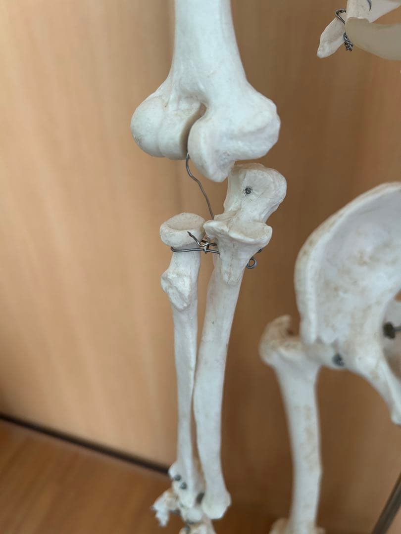 170cm 人体模型 可動式関節付き