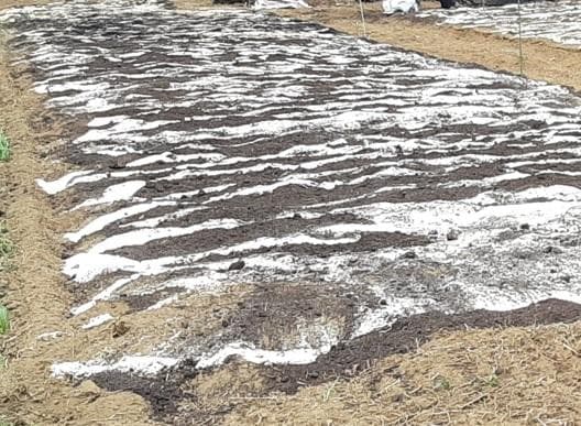 大容量 7000g (国産・高品質)乾燥パパイヤの茎（無農薬・有機肥料）