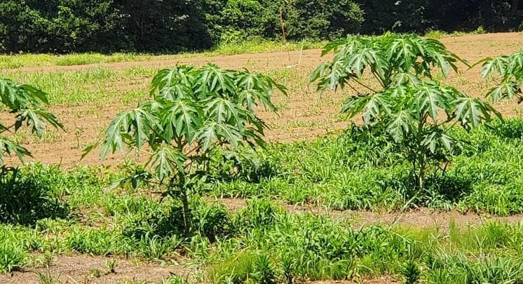 大容量 7000g (国産・高品質)乾燥パパイヤの茎（無農薬・有機肥料）