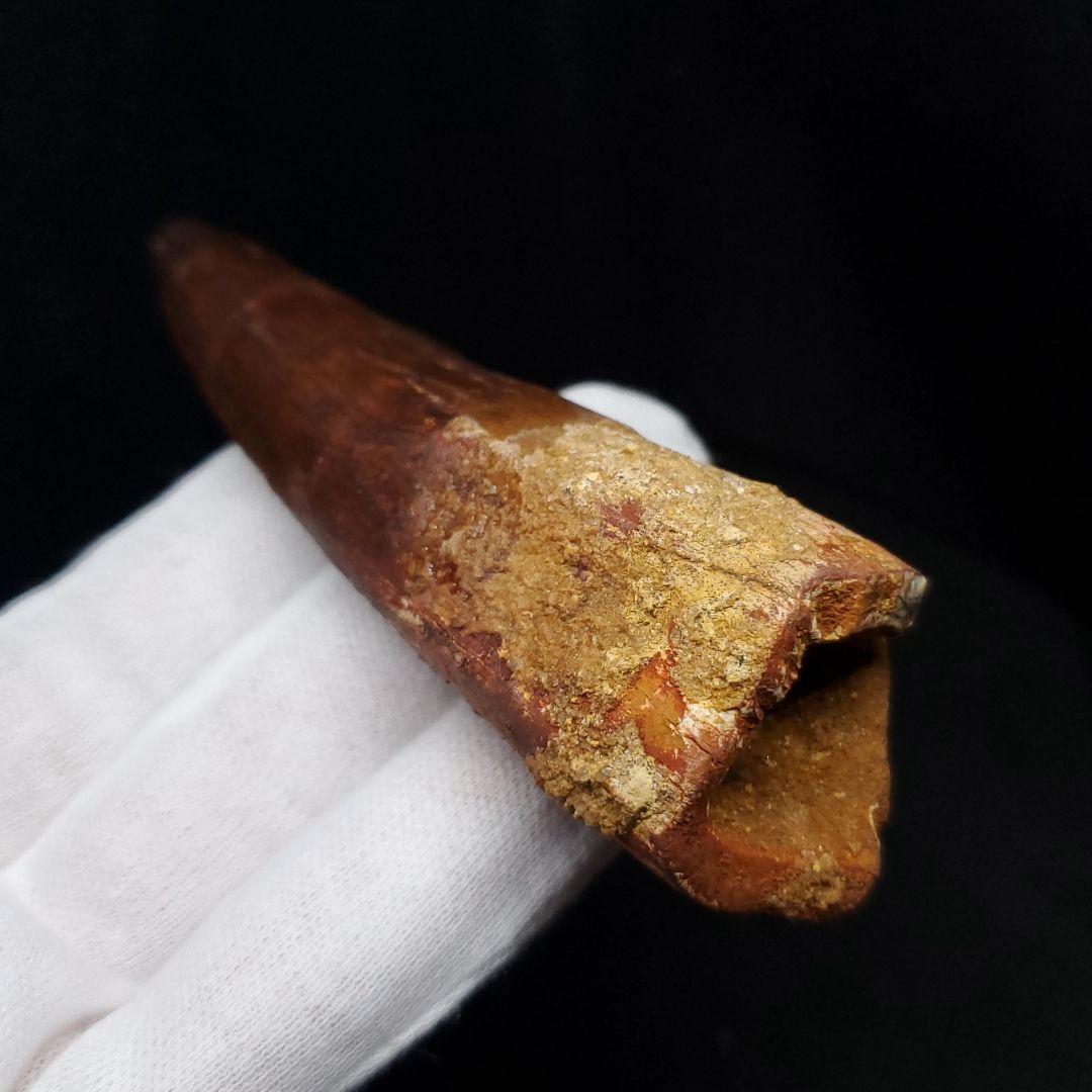 美品 スピノサウルス 本物 モロッコ産 87.94mm  sp431