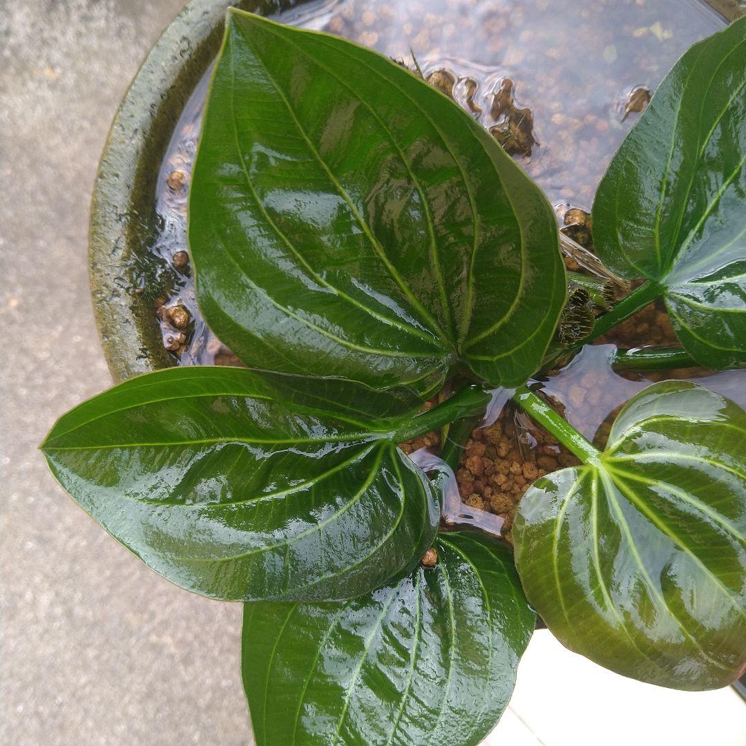 エキノドルスspオパクス サンカルロス産 水中葉 大株