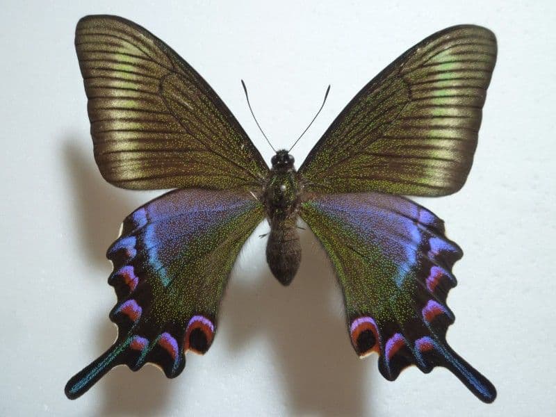 異常型】ミヤマカラスアゲハ（ペア・北海道・飼育） 蝶の異常型！ 赤眼