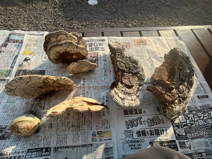 天然 コフキサルノコシカケ さるのこしかけ 7個セット