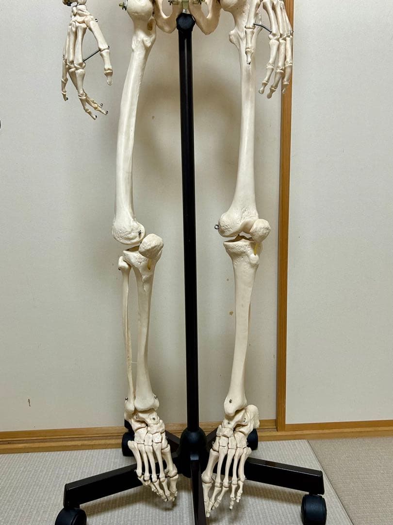 大阪市内引取限定 SOMSO ソムソ 人体骨格模型 約170cm 人体模型 整体