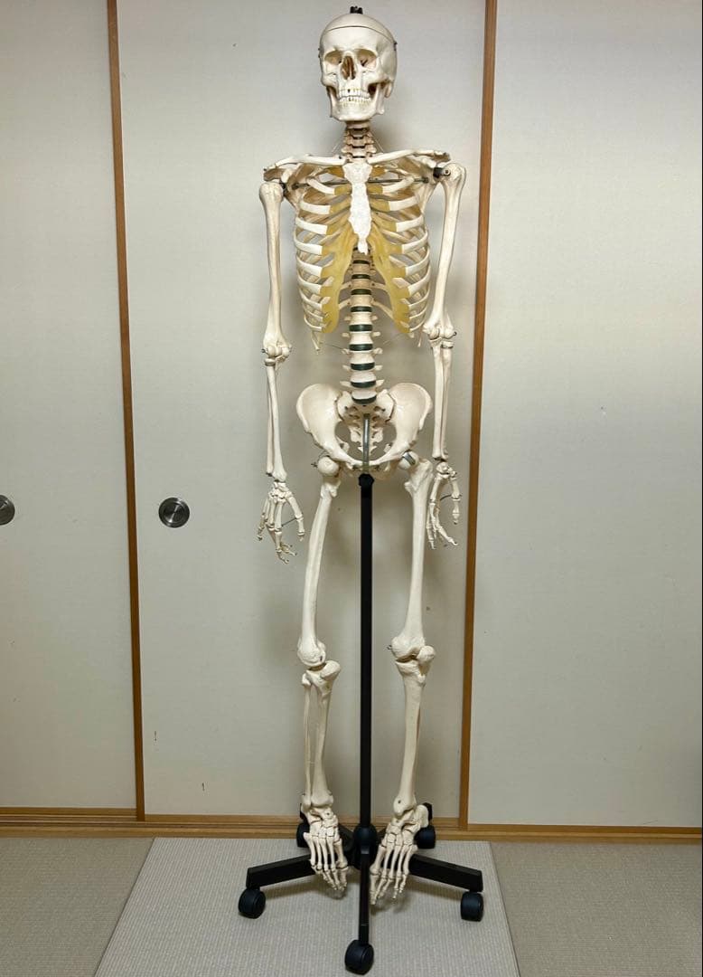 大阪市内引取限定 SOMSO ソムソ 人体骨格模型 約170cm 人体模型 整体