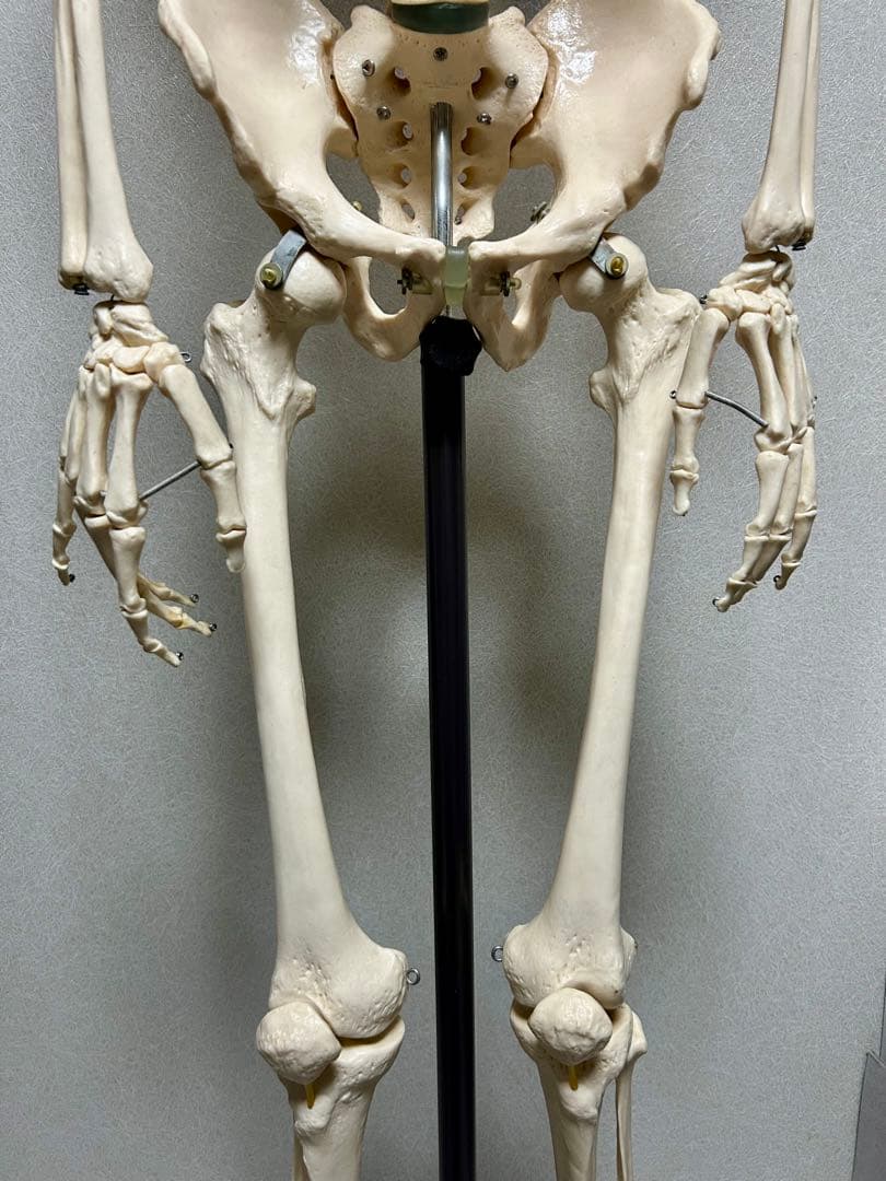 大阪市内引取限定 SOMSO ソムソ 人体骨格模型 約170cm 人体模型 整体
