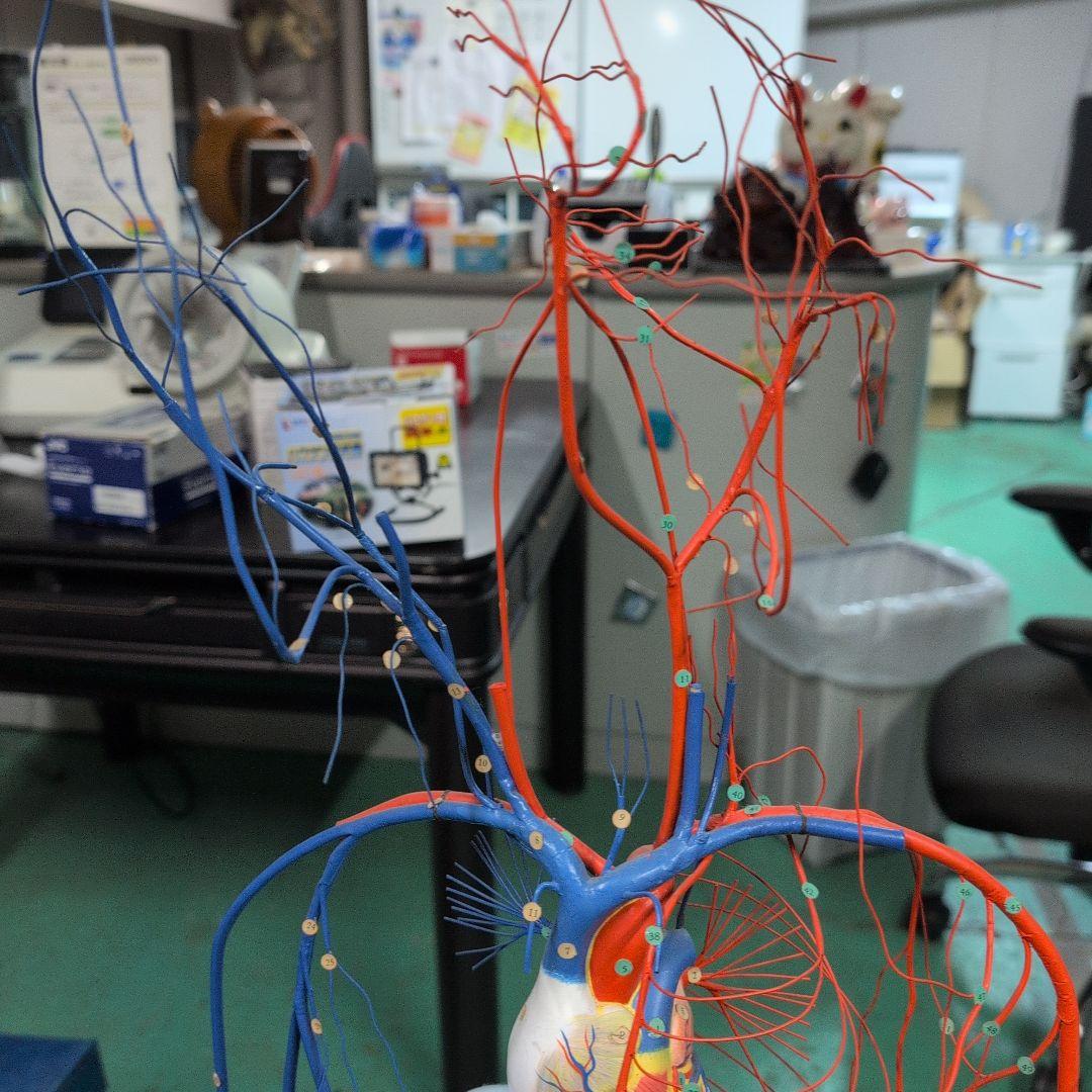 血液循環系模型 透視式