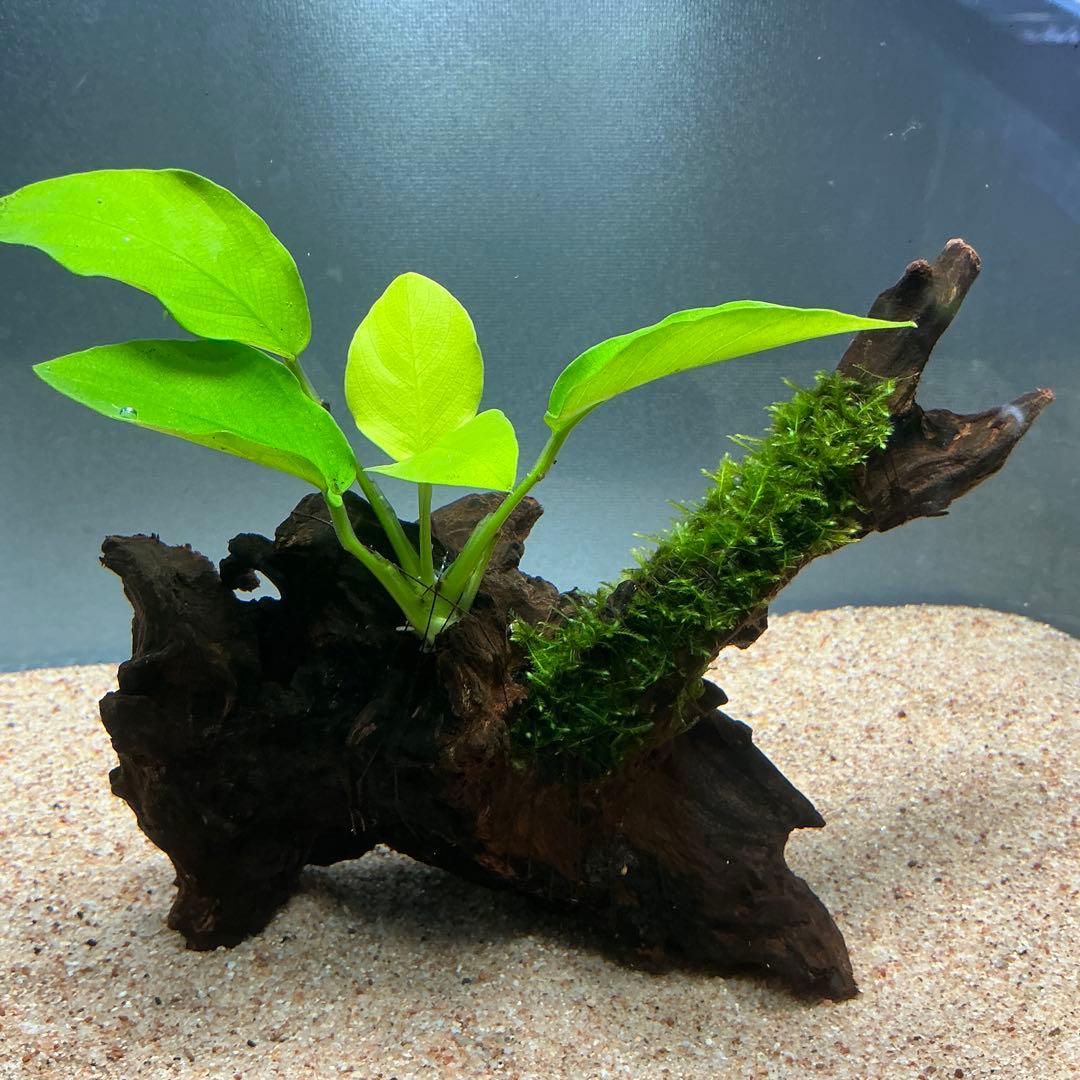 第四種郵便】ジャイアント南米モス活着ナナゴールデン付き流木 16cm