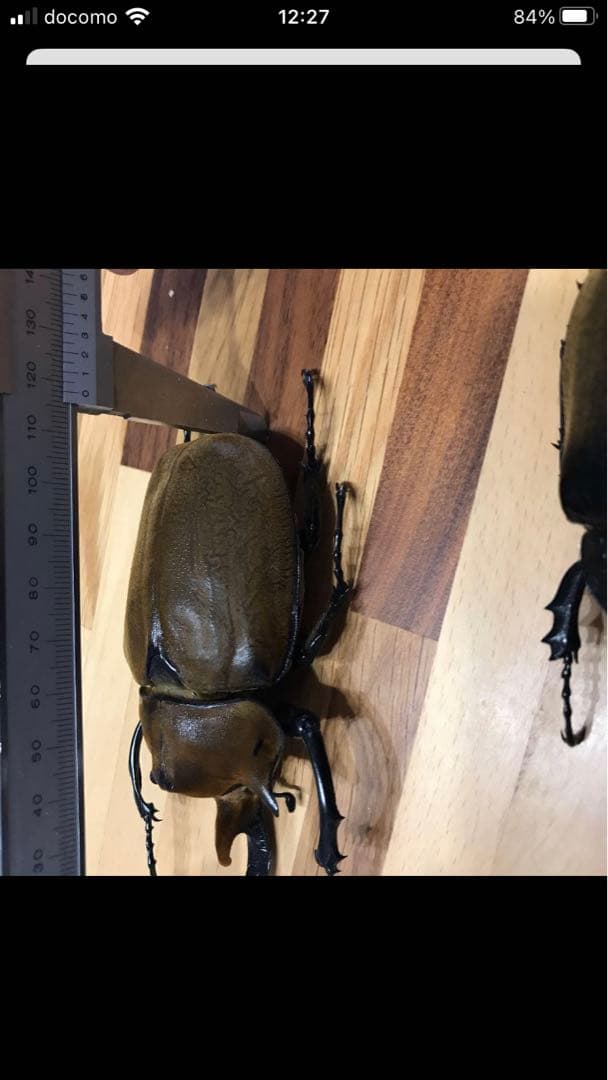 HiЯ∅様専用】エレファスゾウカブト♂♀ペア 標本 я❤︎様 専用