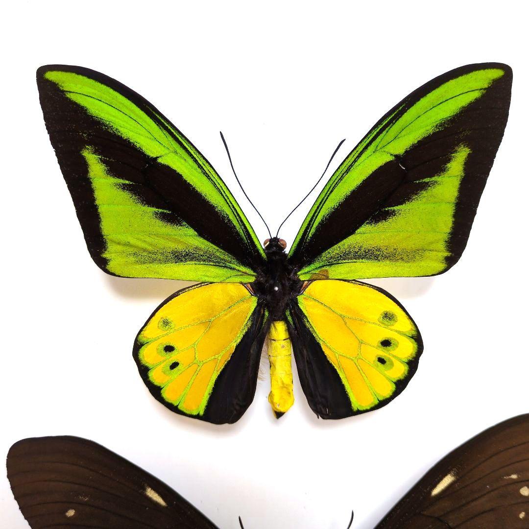蝶標本 ゴライアストリバネアゲハ ペア - メルカリ