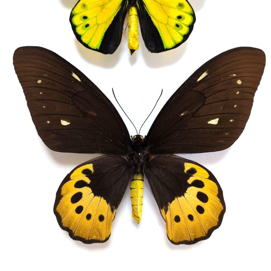 蝶標本 ゴライアストリバネアゲハ ペア - メルカリ