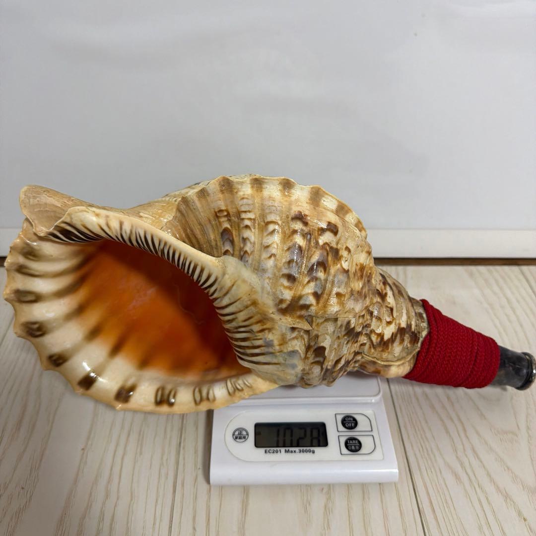法螺貝 ほら貝 36.5cm‼️