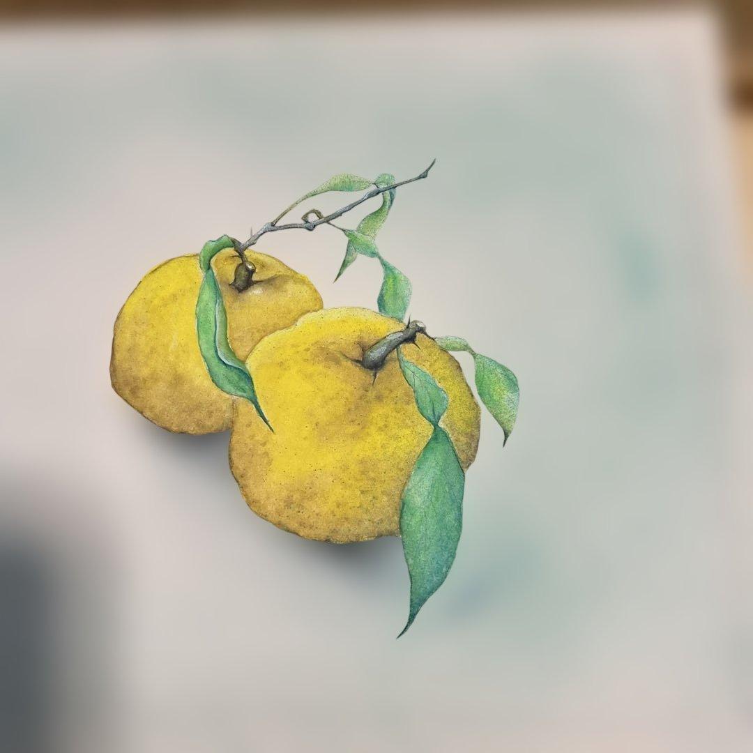 【真作】絵画作者不詳 蜜柑 肉筆　昭和レトロ　色紙