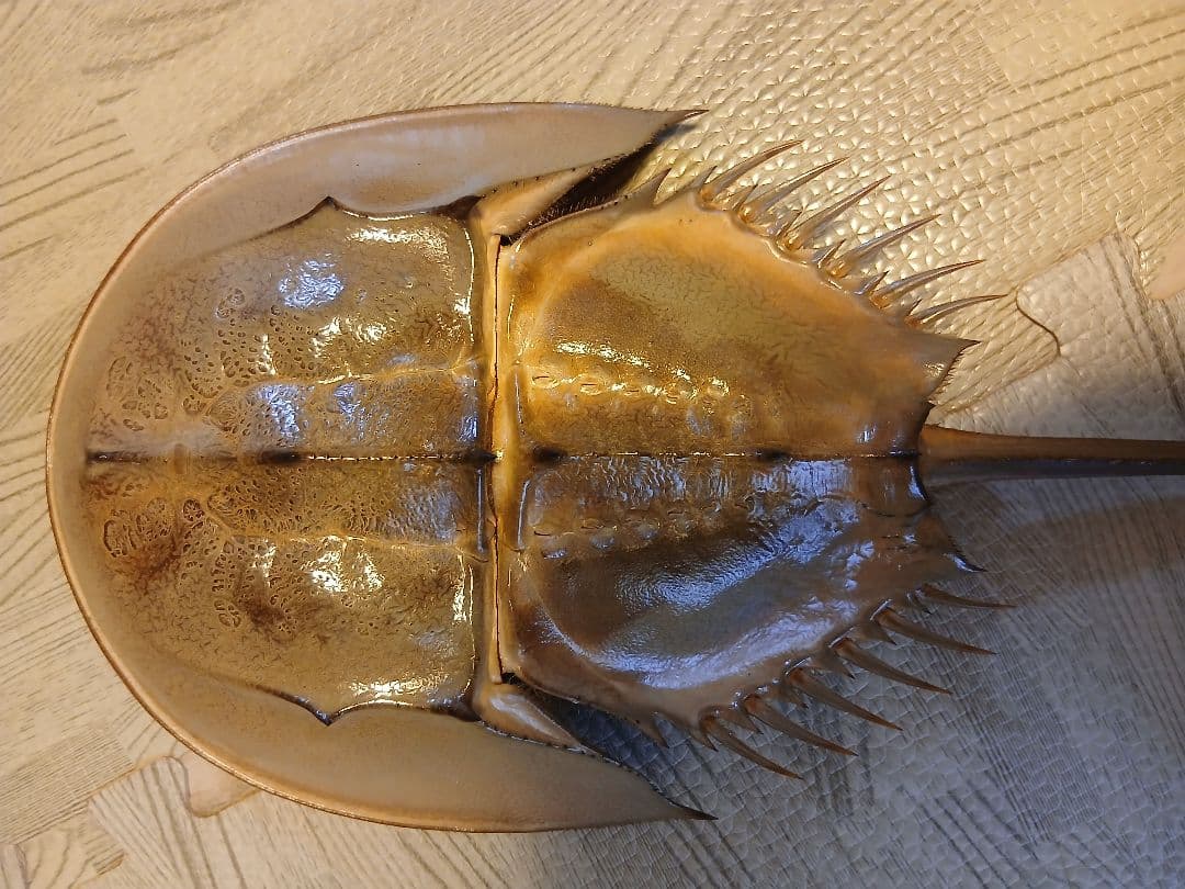 野生 カブトガニ 脱皮殻 約45cm