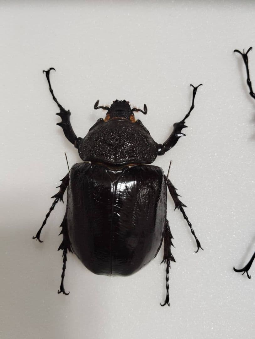 マルスゾウカブトムシ】 マルス標本 雌雄セット 昆虫セット オスメスペア