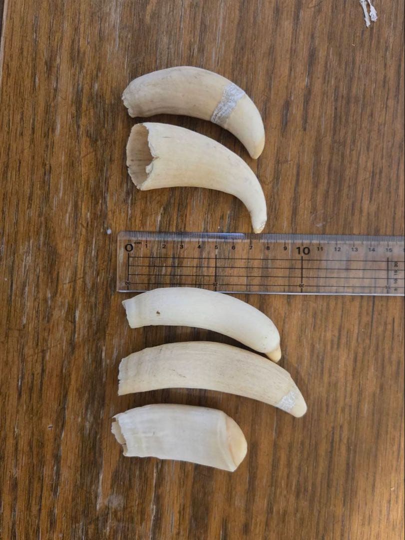 マッコウクジラの歯