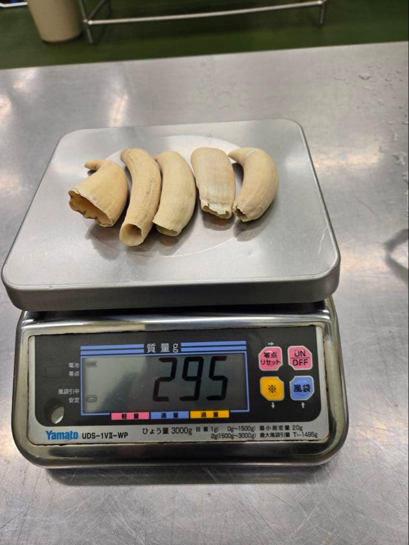 マッコウクジラの歯