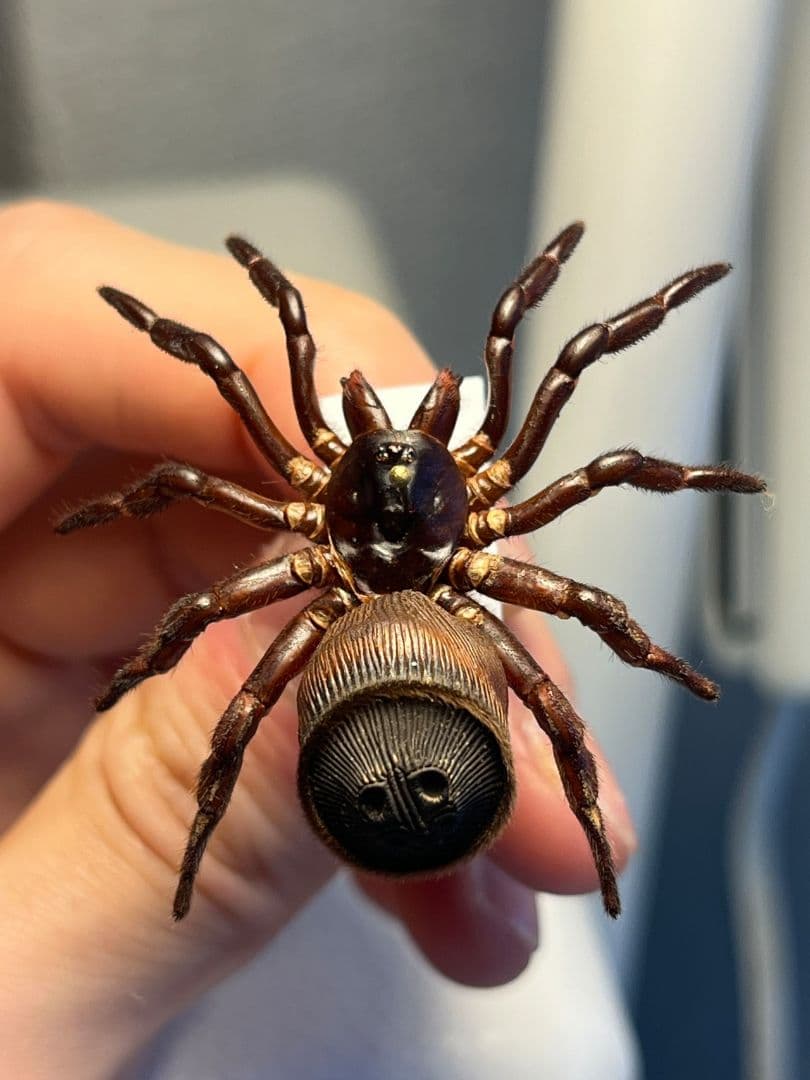 【極美展足】シリキレグモ トラップドアスパイダー タランチュラ ムカデ