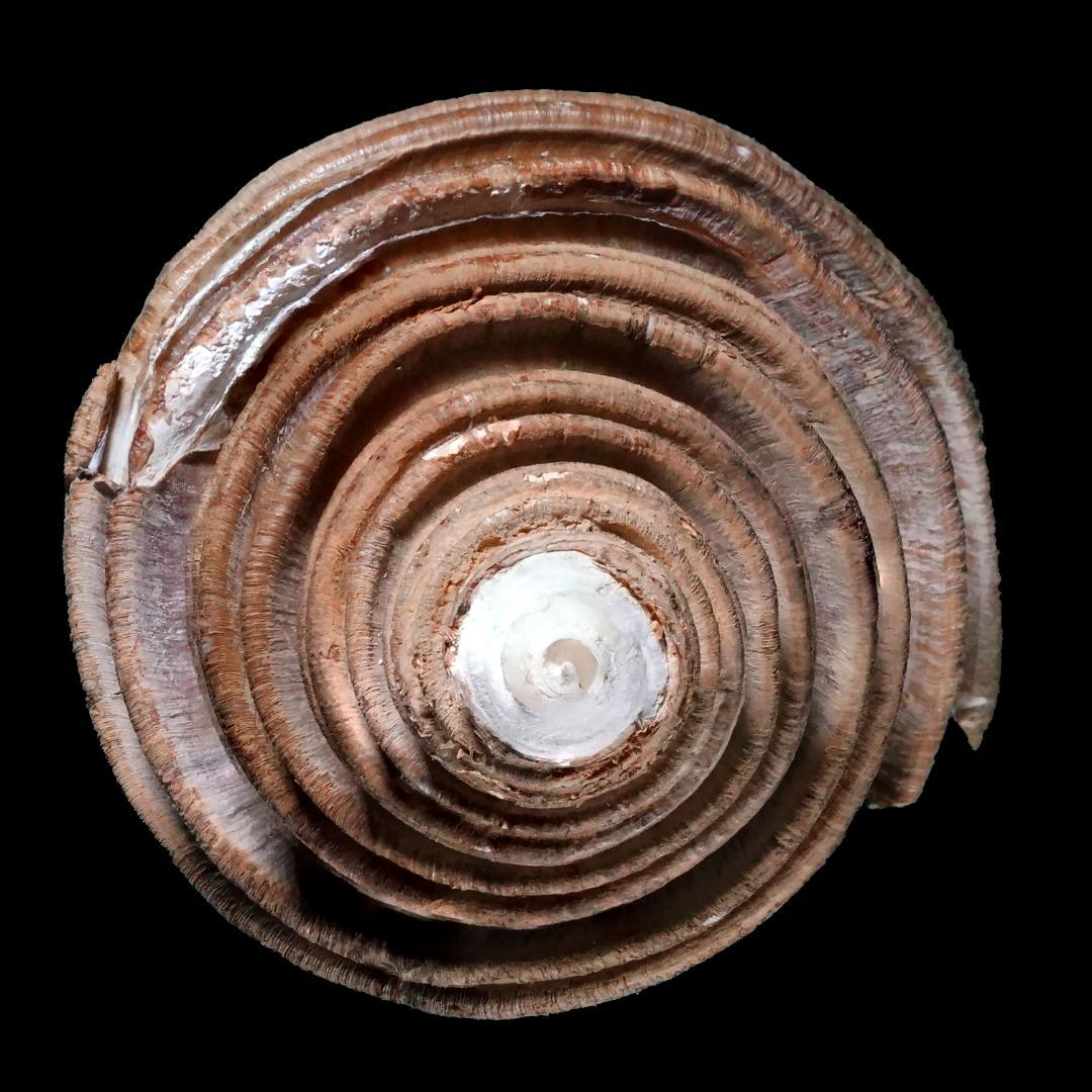 Buccinoidea-0174 ワダチバイ-11蓋付美品 千島産 貝 貝殻 - メルカリ