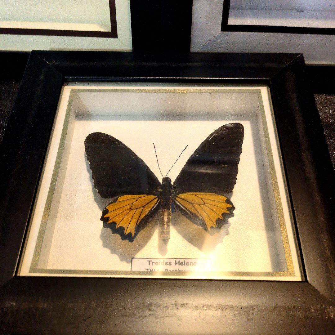 昆虫標本のまとめ売り