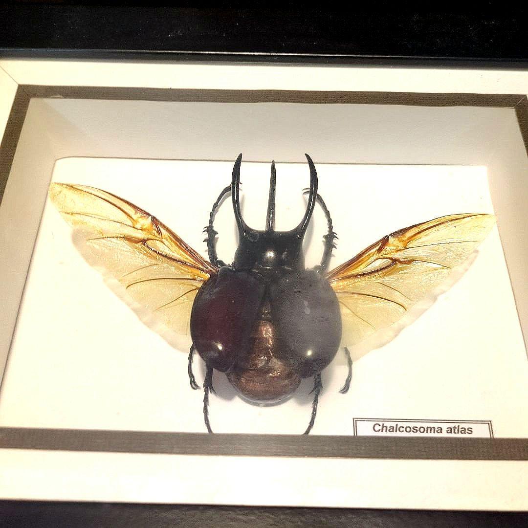 昆虫標本のまとめ売り