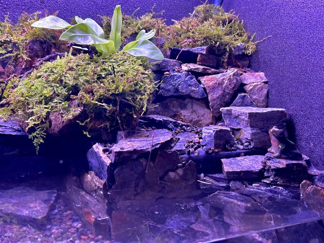 水の流れる滝テラリウム水槽 60サイズ ガジュマル アクアリウム 苔