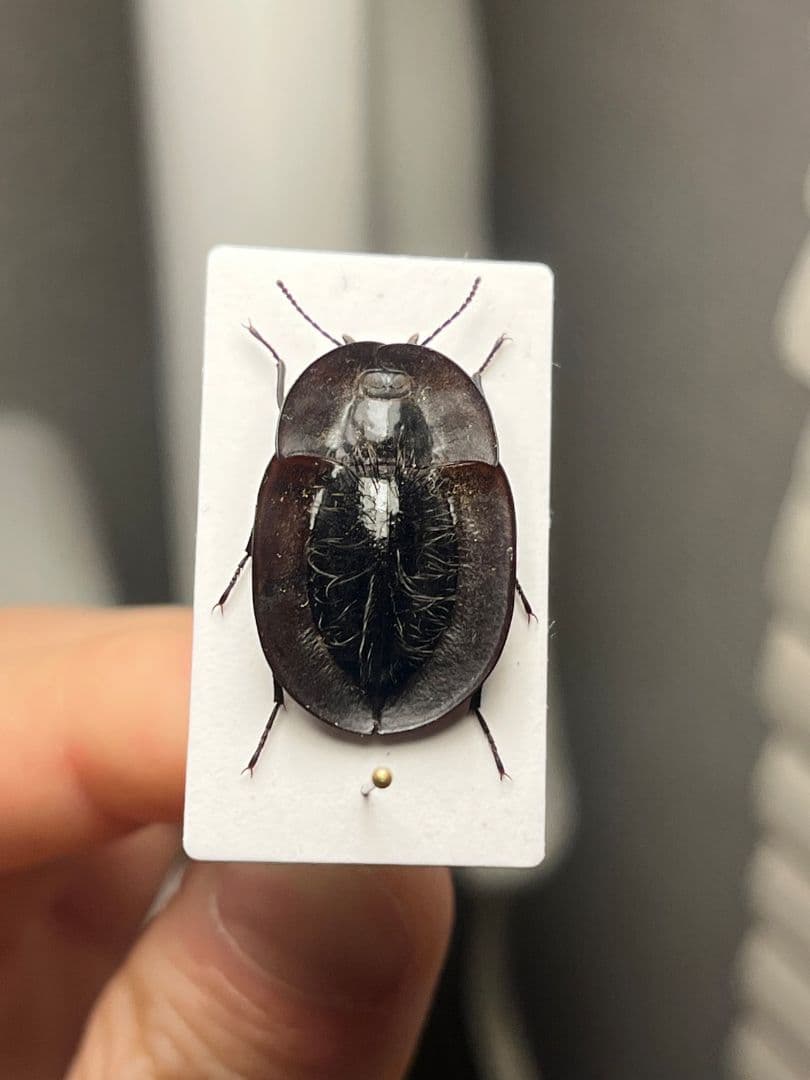 属内最高峰】パイザラゴミムシ 巨大 昆虫標本 標本 甲虫 オサムシ