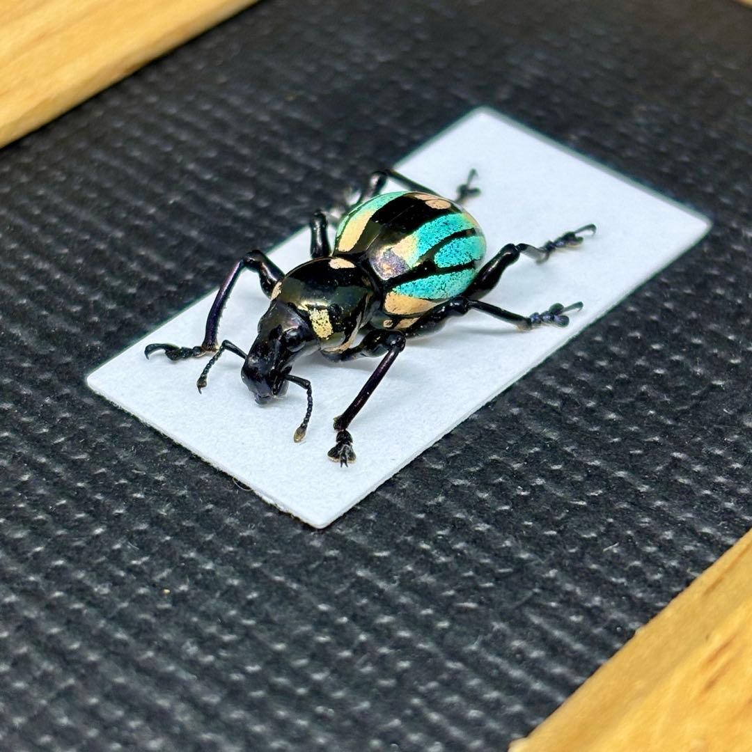 青と黄のグラデーションが美しいゾウムシ【標本】 青と黄のグラデーションが美しいゾウムシ【標本】