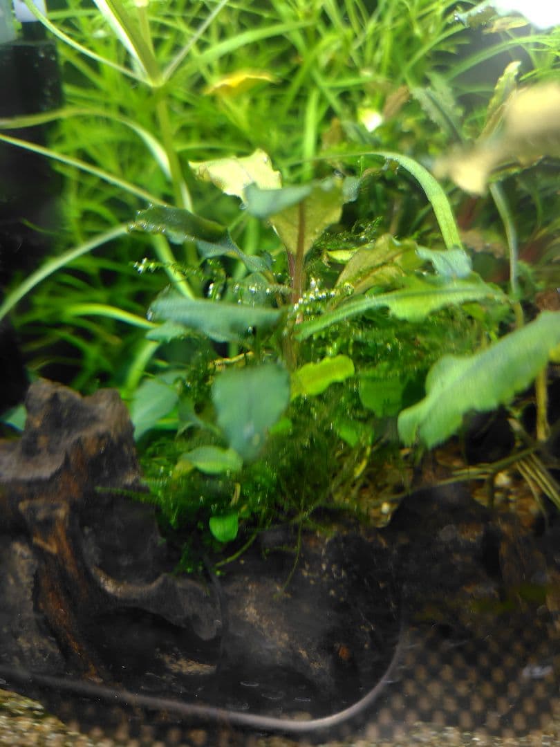 ブセファランドラ レッドガイア激レア 水中葉一株 - メルカリ