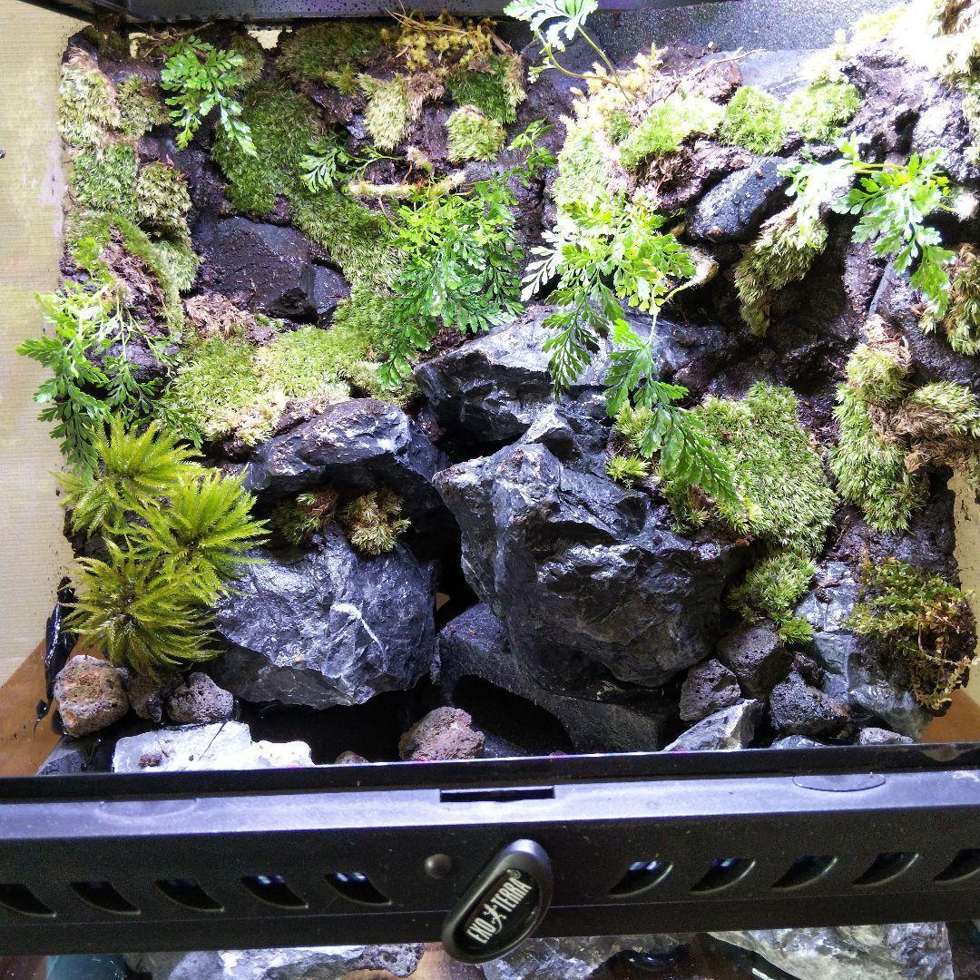 受注生産】グラステラリウム3030 イモリウム 苔テラリウム アクア