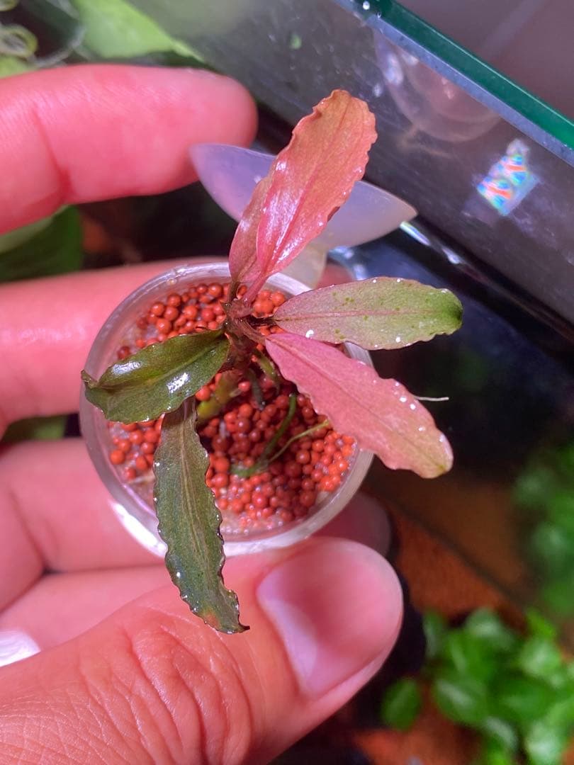 Bucephalandra sp. Pink Variegata - 水草公式 ストア Bucephalandra