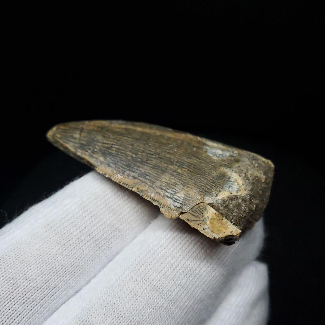 極上 カルカロドントサウルス 歯 化石 本物 モロッコ 42.92mm fca6