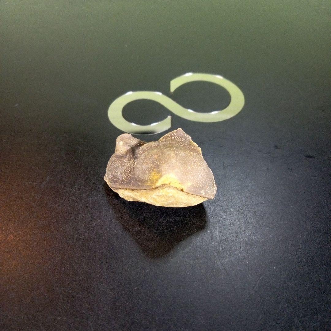 三葉虫化石fossilボリビア産trilobite南アメリカ化石郡⑦