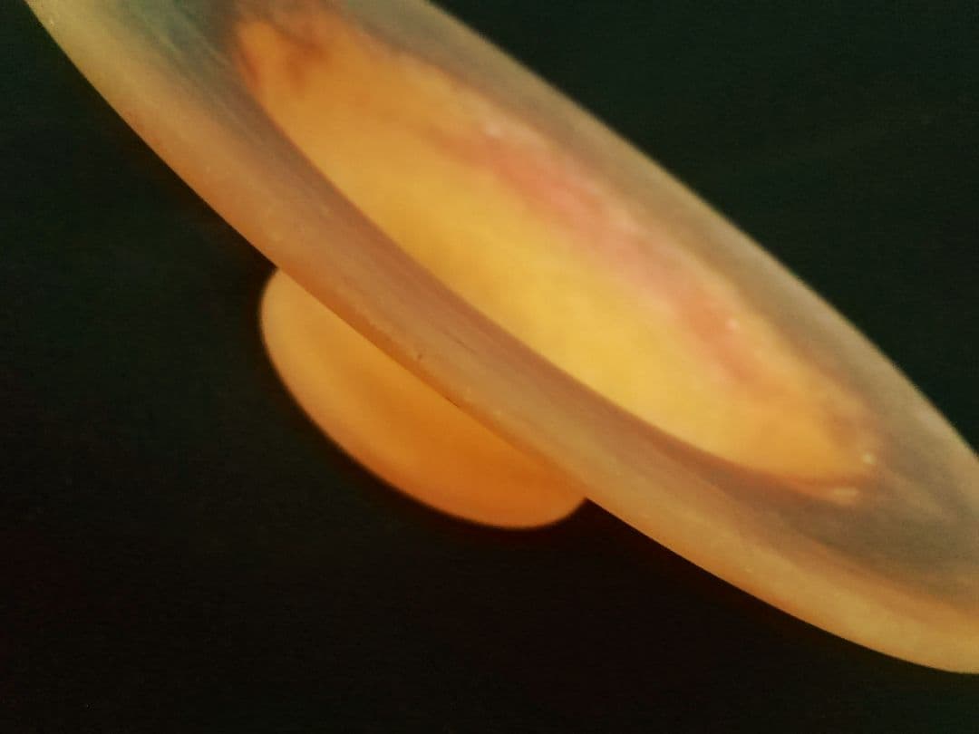 アール・ヌーヴォーコンポートアンティークミューラーヴィトリオフィ