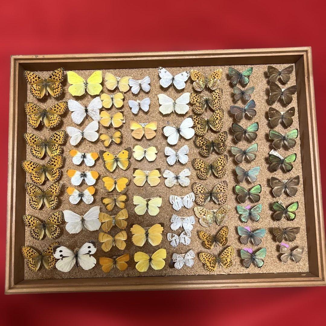 蝶標本ウスバシロチョウ(ヒメウスバ)、エゾシロチョウ、大型ドイツ標本