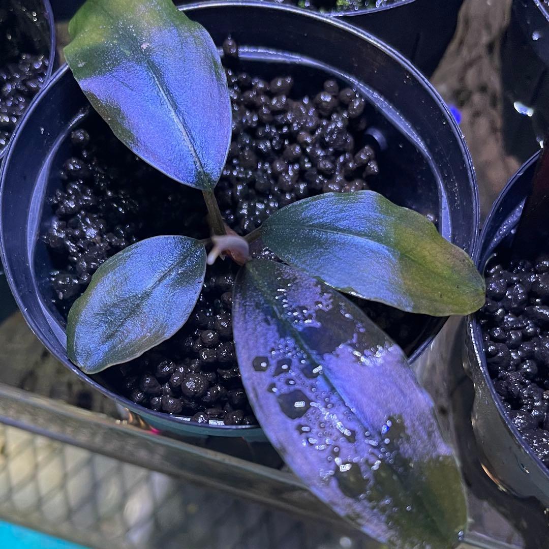 ブセファランドラsp.Rainbow shine レインボーシャイン水上葉